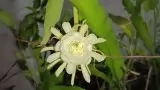 Brahma Kamal Flower