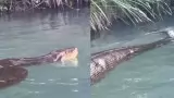 Man Swimming With Anaconda