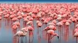 Mumbai News flamingos birds died due to plane hits ghatkopar andheri link road