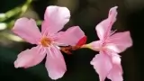 Oleander Flower Got Ban