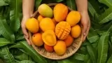 Side Effects Of Mango