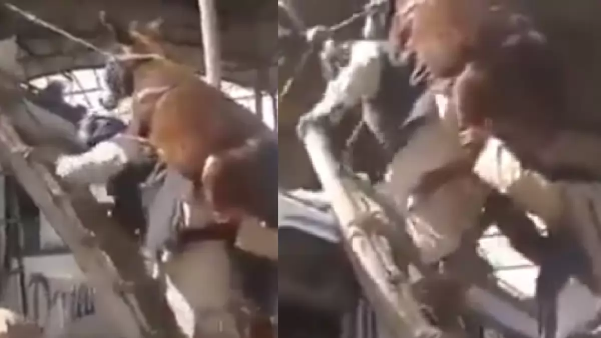 Watch: पाकिस्तान में है मुर्खों की जमात, कंधे पर गधा लादकर बस पे चढ़ा रहे लोग, Video देख रह जाएंगे हैरान
