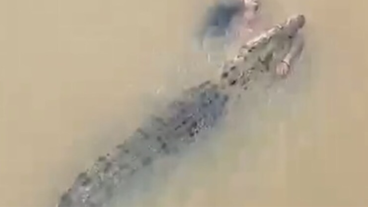 Crocodile Drags Woman