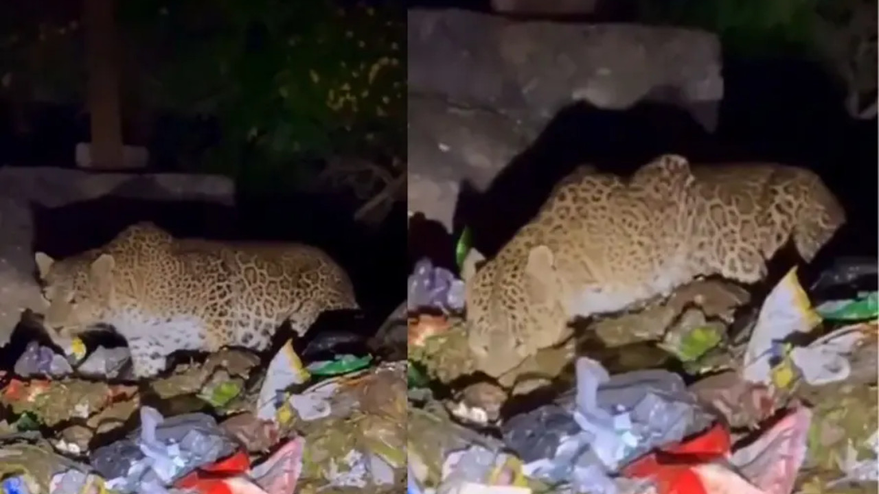 Leopard Video viral from Mount Abu