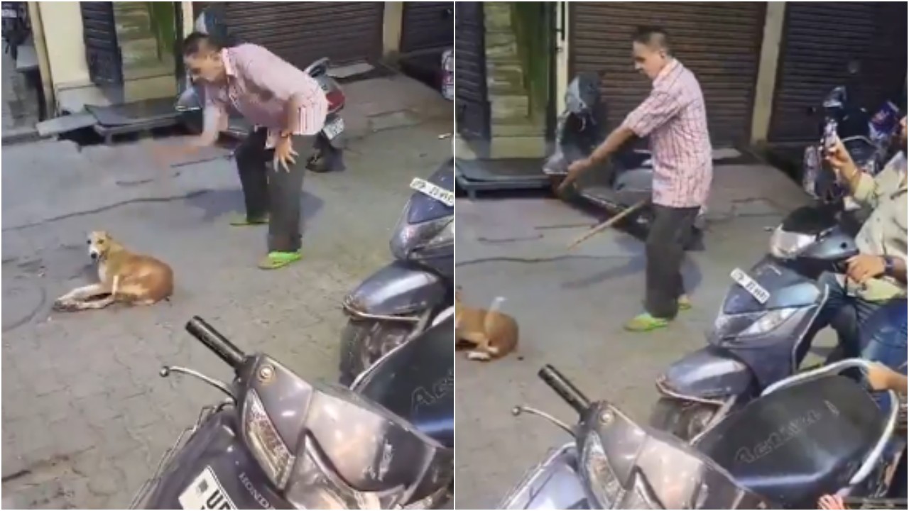 Stray dog ​​beaten to death by dairy owner in Moradabad, UP