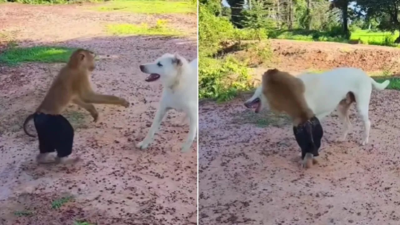 Viral Video: नहीं देखी होगी कुत्ते और बंदर की ऐसी लड़ाई, पैंट पहन बंदर ने...