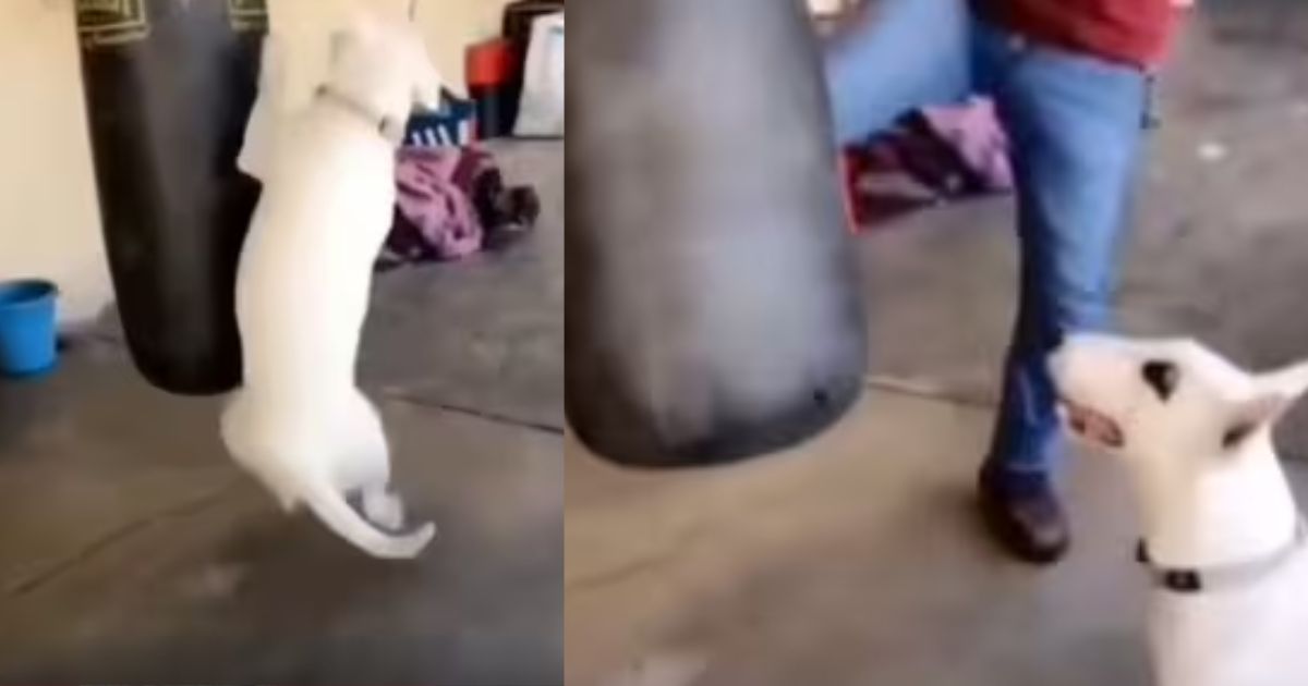 Viral Video: कुत्ते ने किया इंसान को पीछे, पंचिंग बैग से की बॉक्सिंग प्रैक्टिस