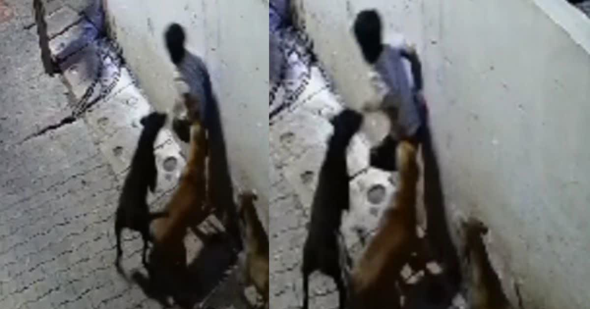 उत्तर प्रदेश: झांसी में 7 साल के मासूम पर आवारा कुत्तों के झुंड ने किया हमला, वायरल वीडियो से उठ रहे सवाल